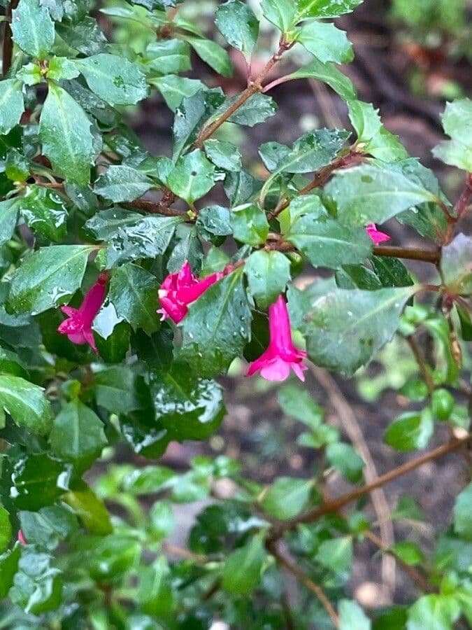 Fuchsia microphylla