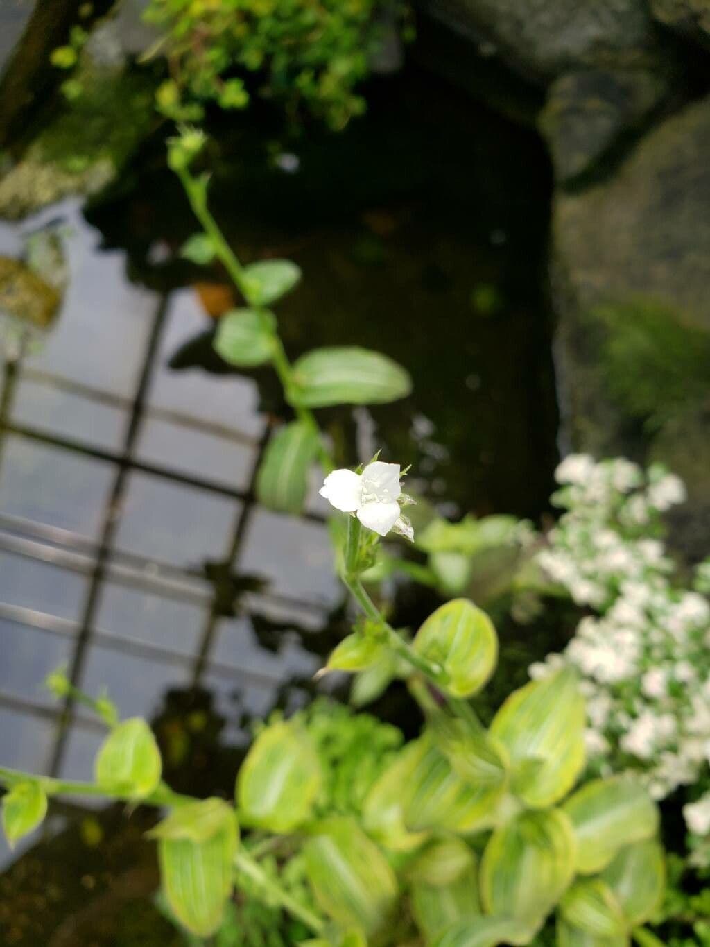 Callisia gentlei