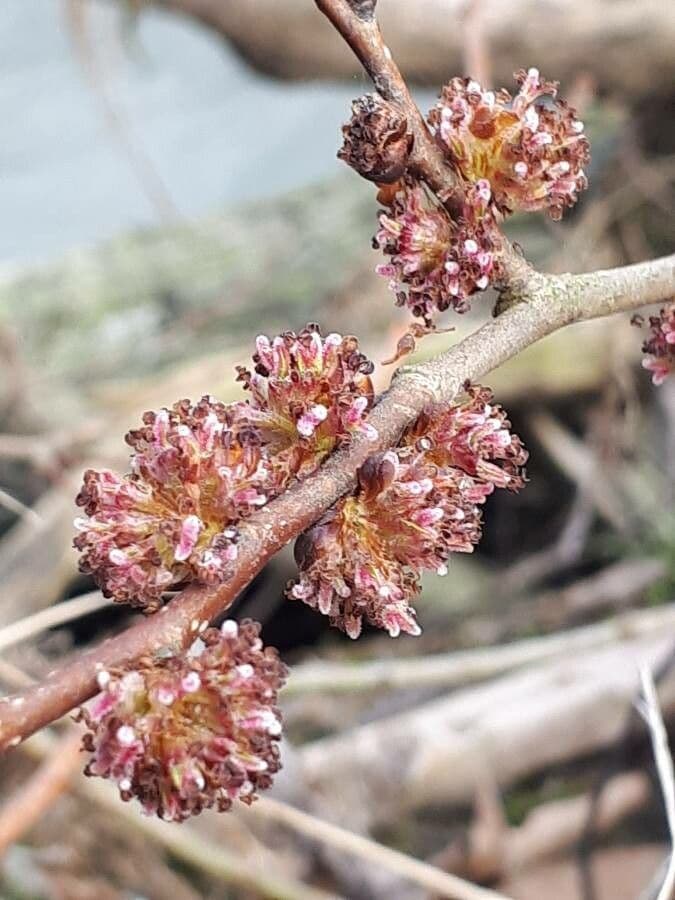 Ulmus pumila