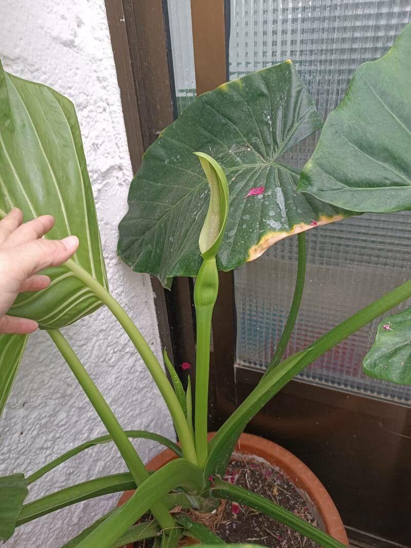 Alocasia macrorrhizos