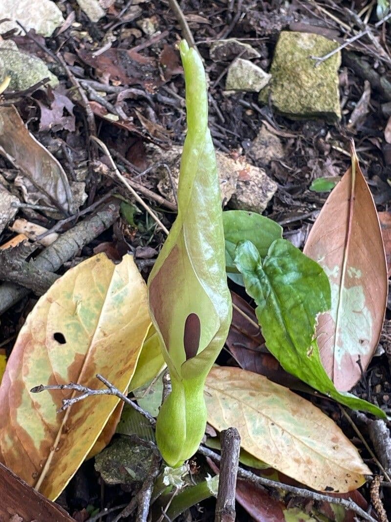 Arum maculatum