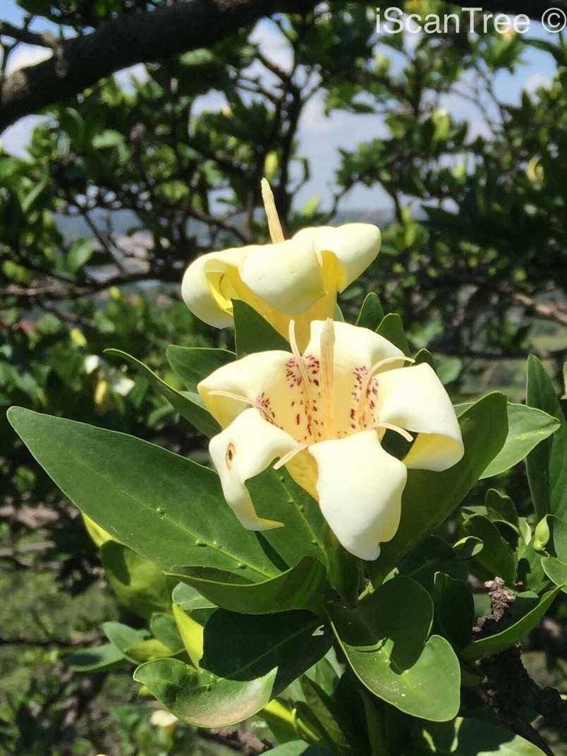 Rothmannia capensis