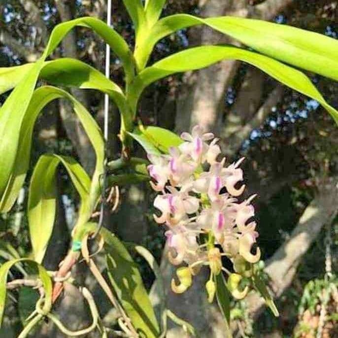 Aerides odorata