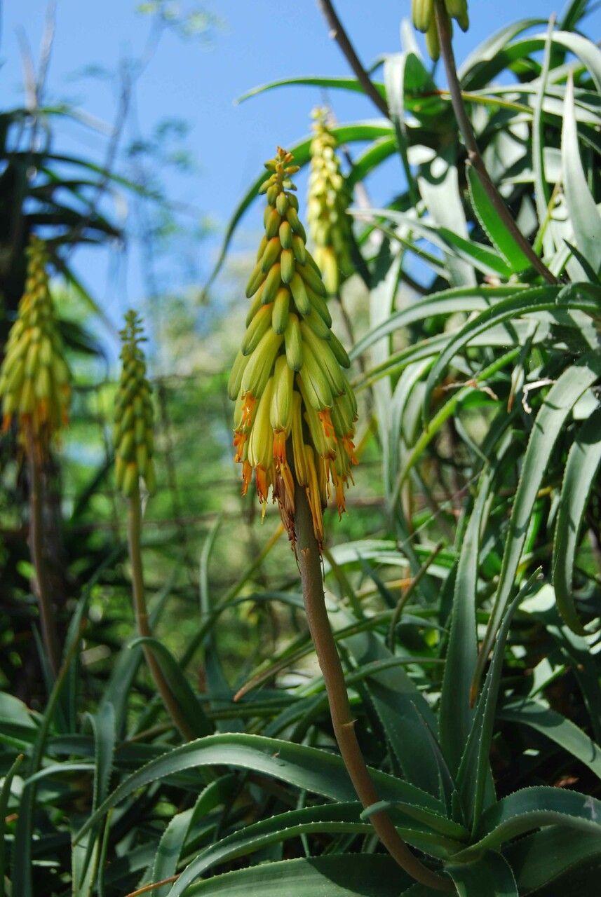 Aloiampelos striatula