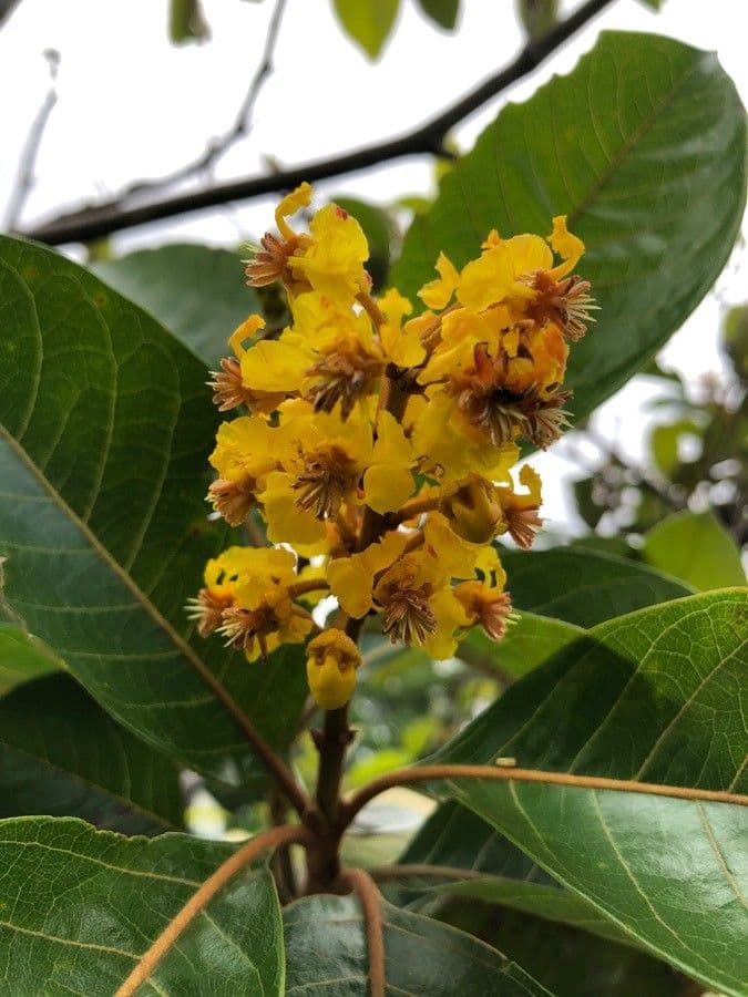 Byrsonima crassifolia