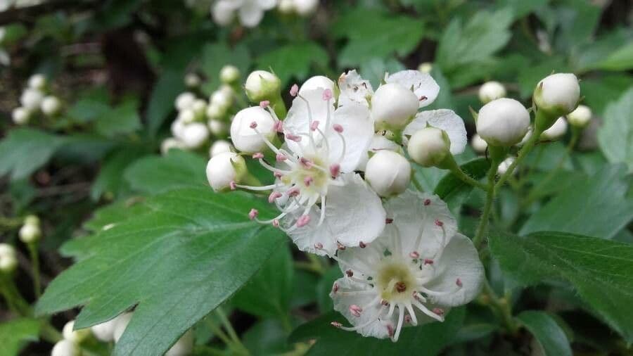 Crataegus laevigata