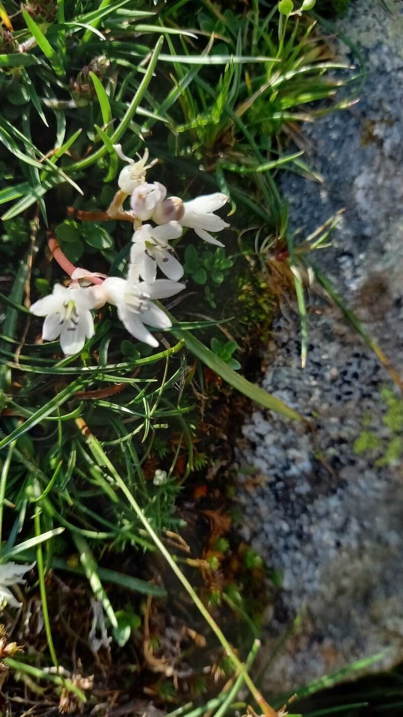 Brimeura fastigiata