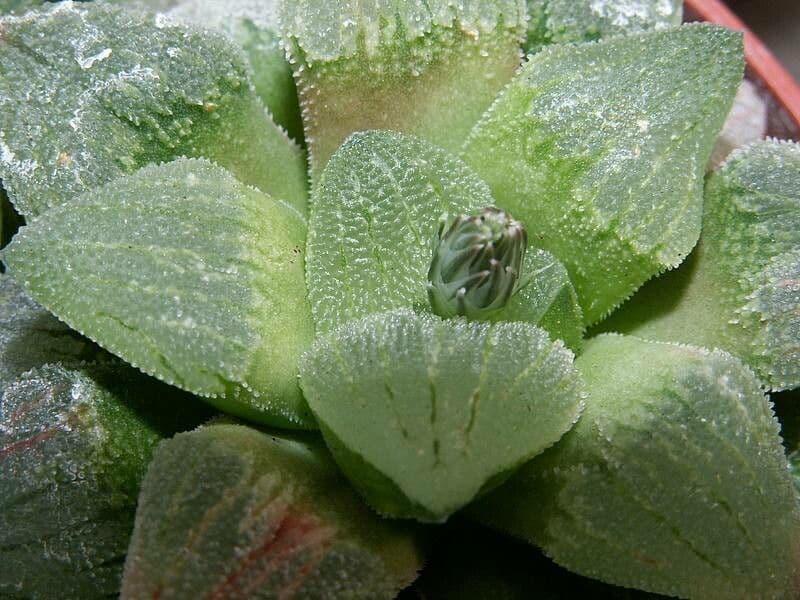 Haworthia pygmaea