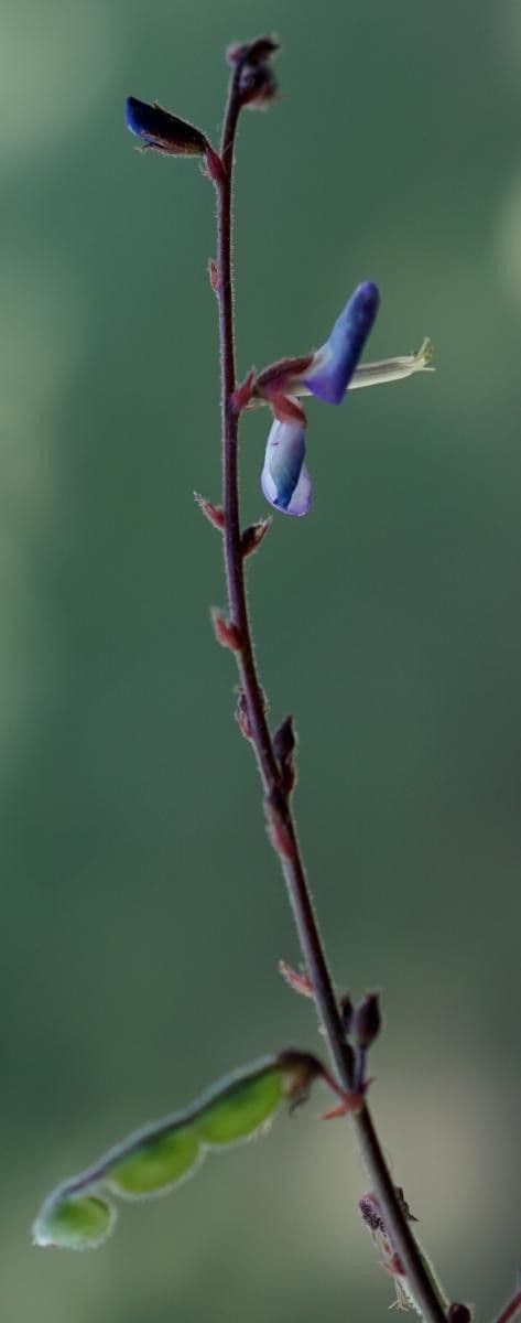 Grona triflora