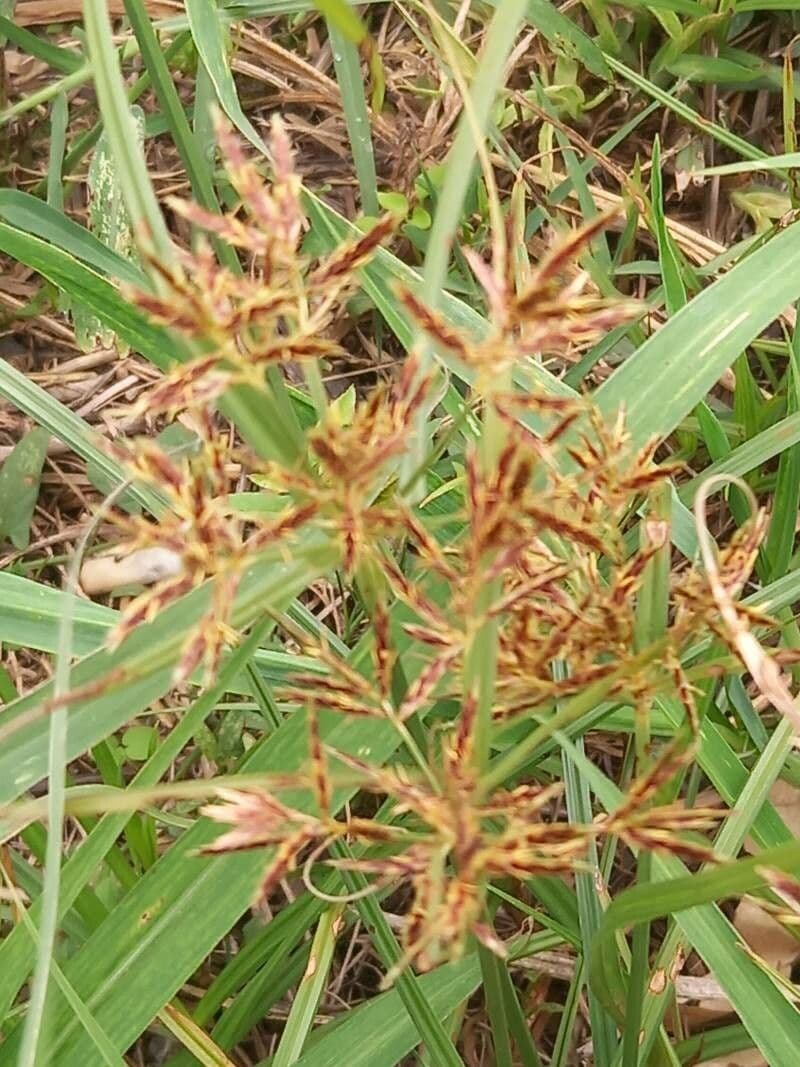 Cyperus longus