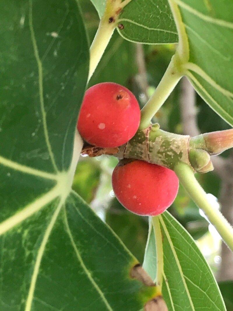 Ficus benghalensis