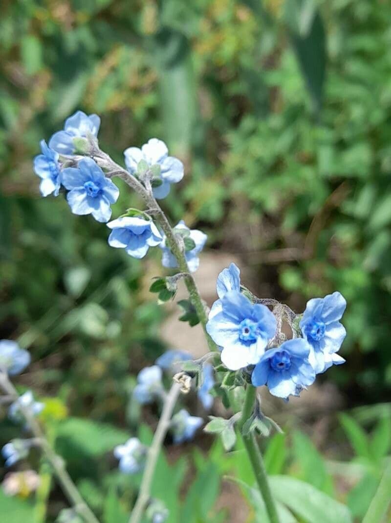 Cynoglossum amabile