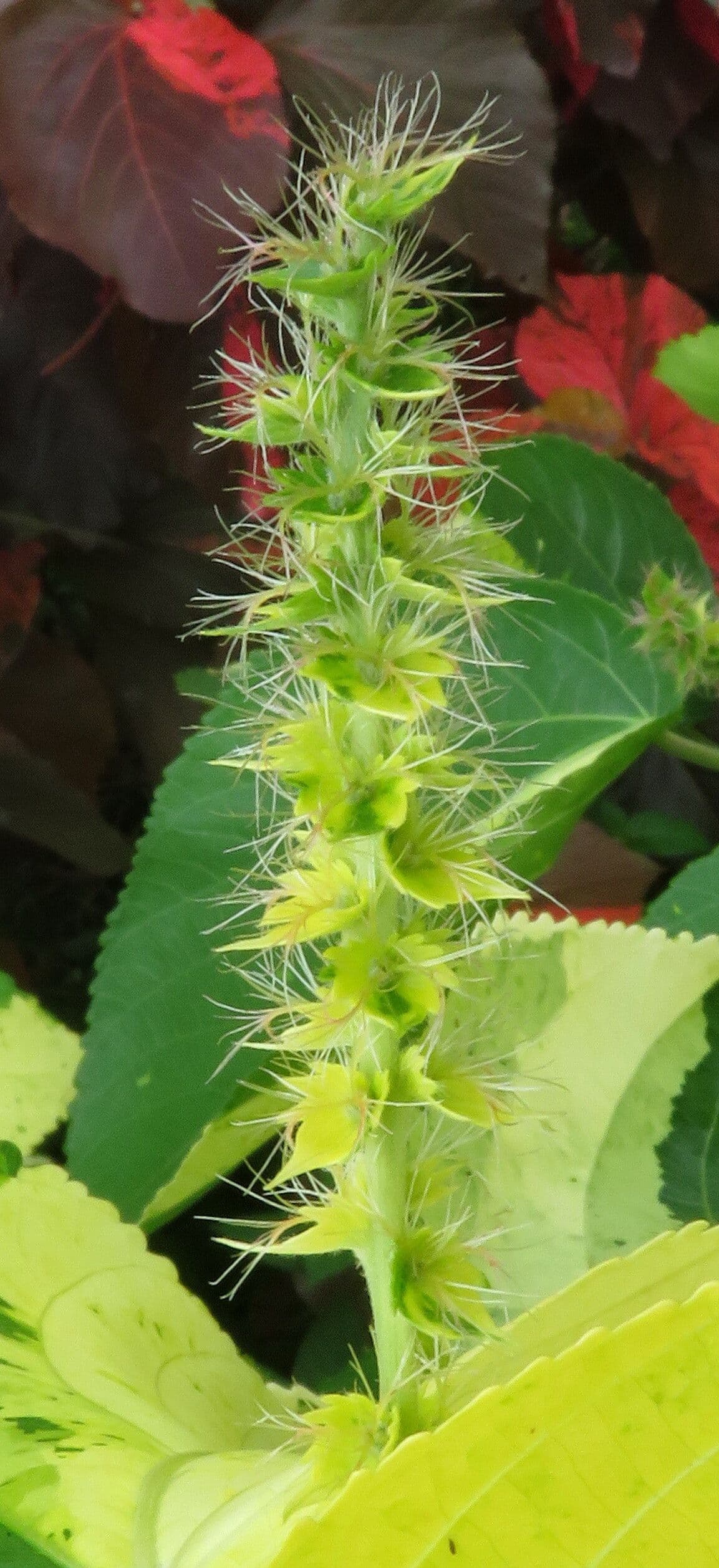 Acalypha wilkesiana