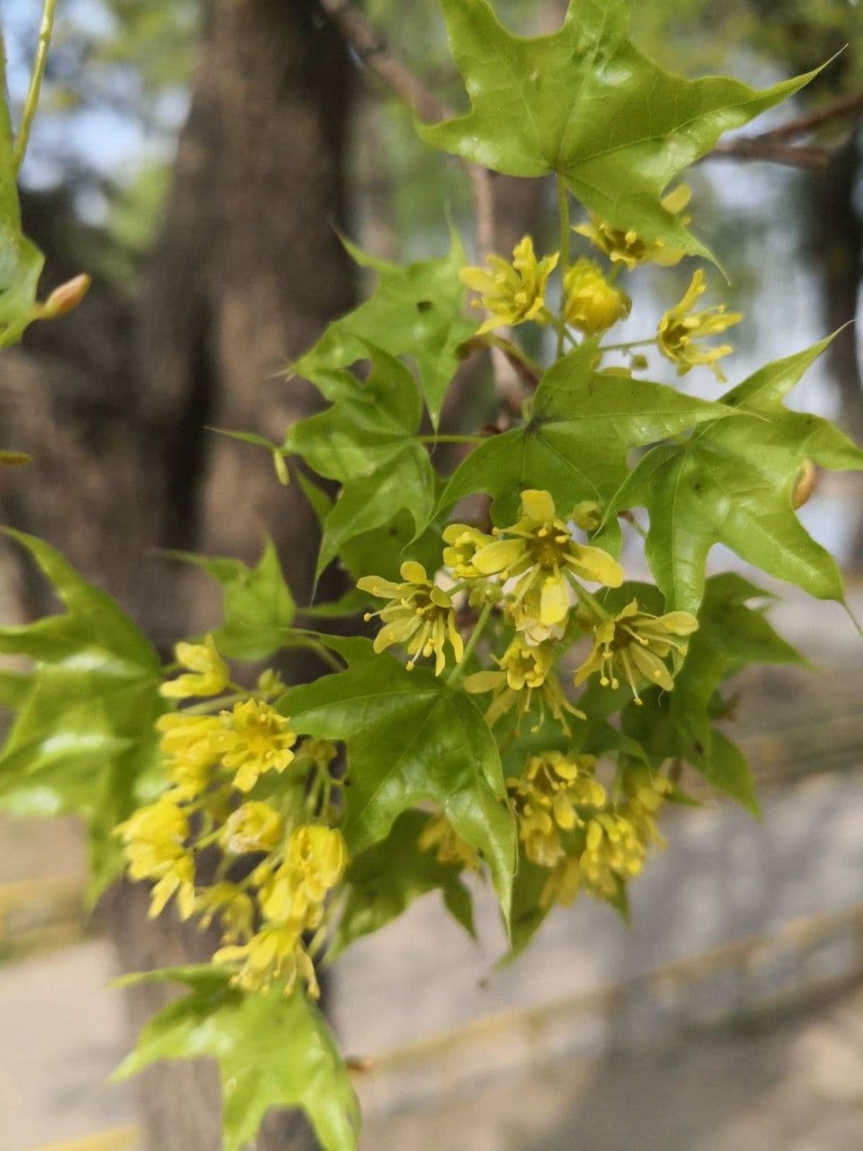 Acer truncatum