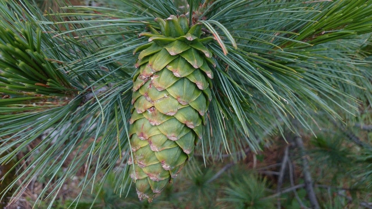 Pinus strobiformis