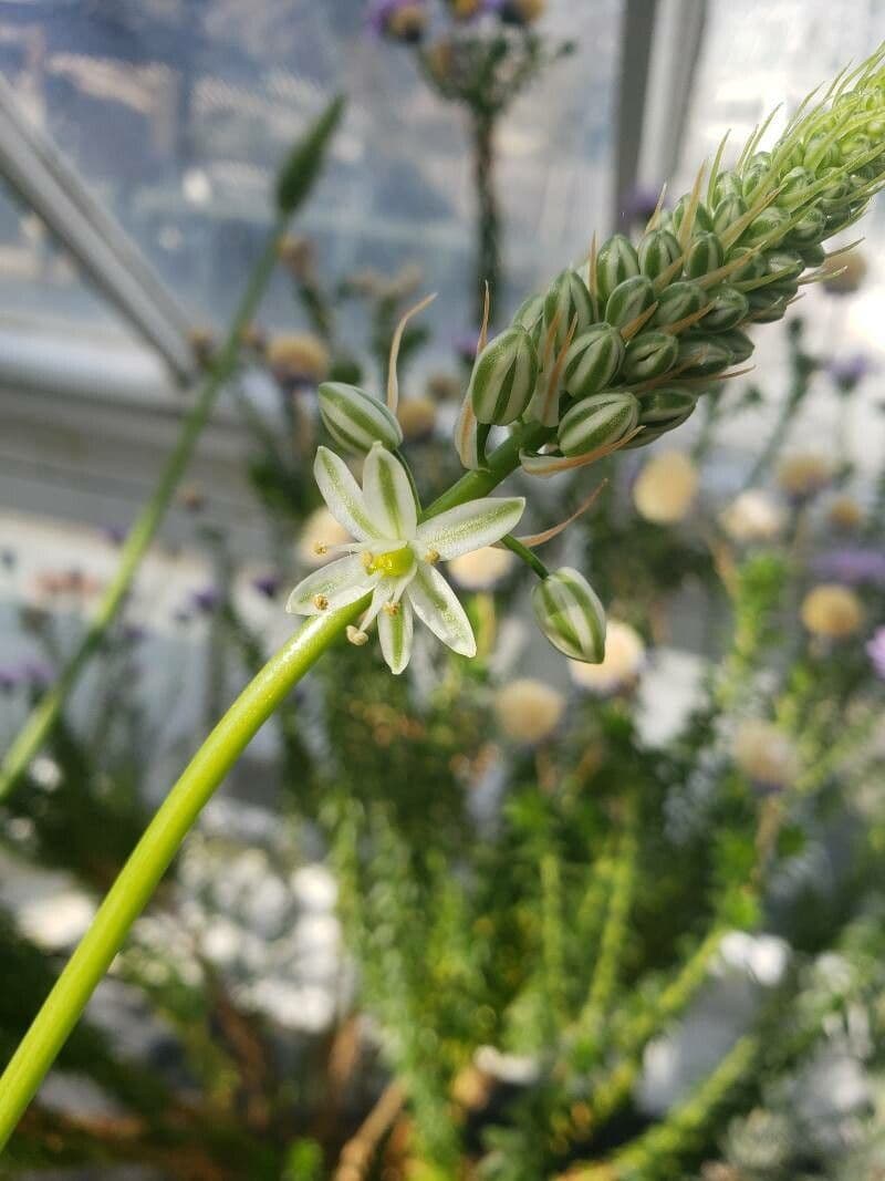 Albuca bracteata