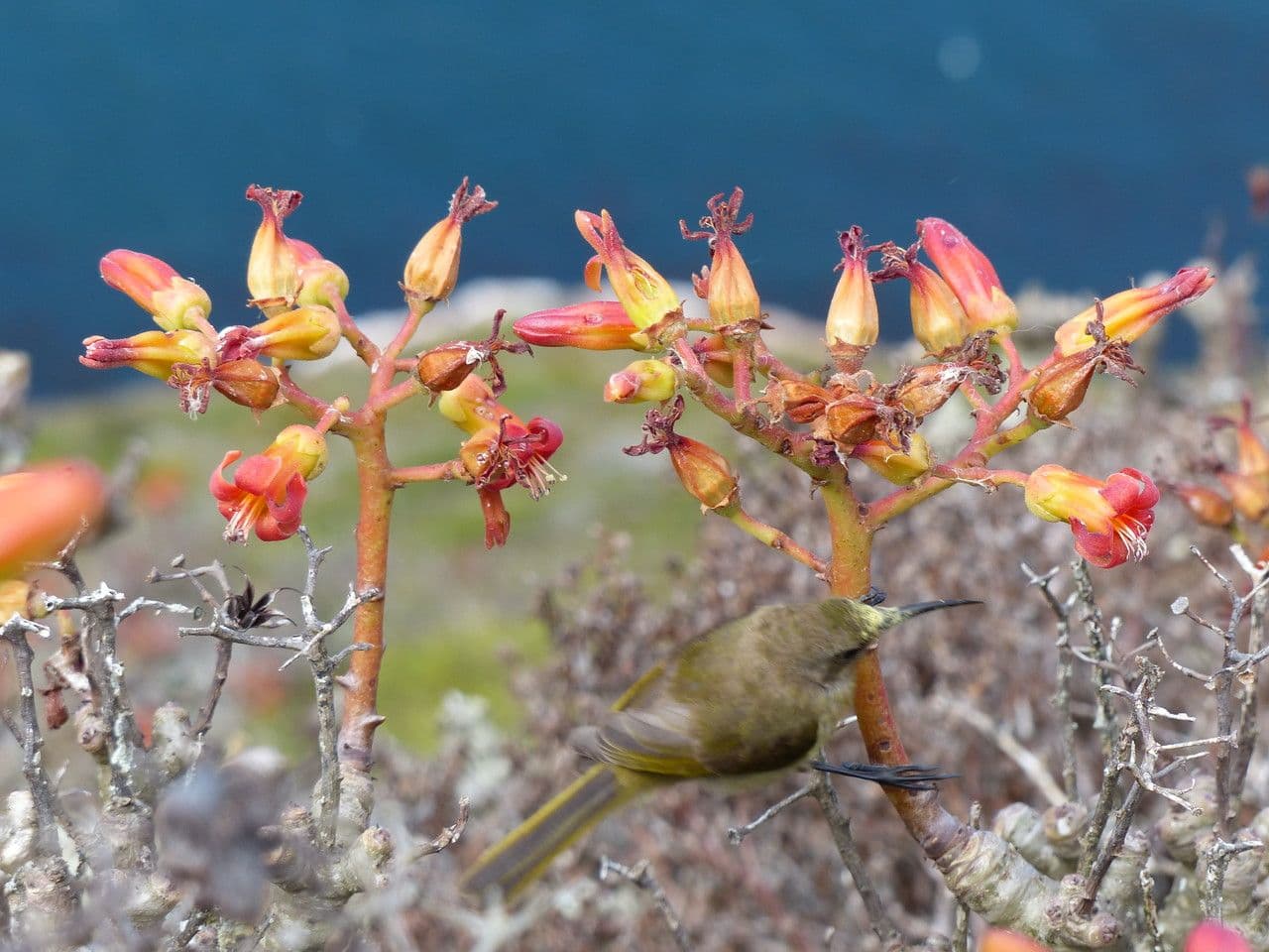 Tylecodon paniculatus