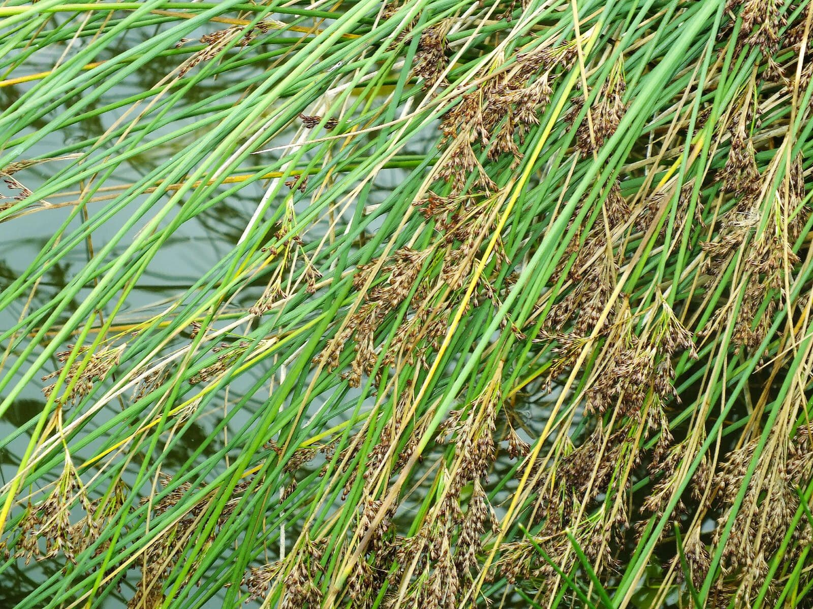 Juncus inflexus