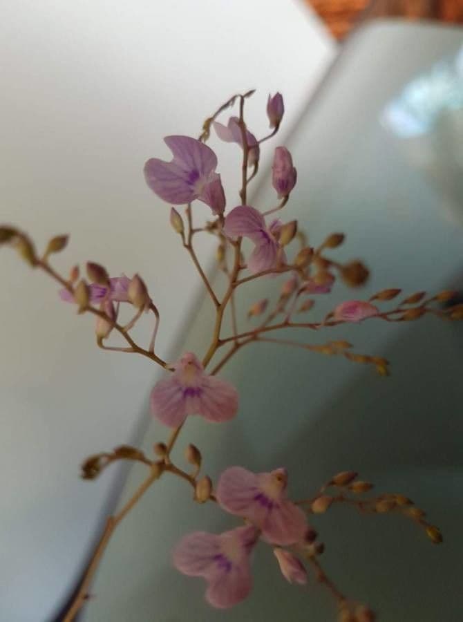 Ionopsis utricularioides