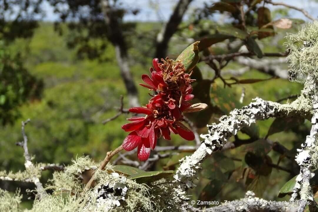 Schotia capitata