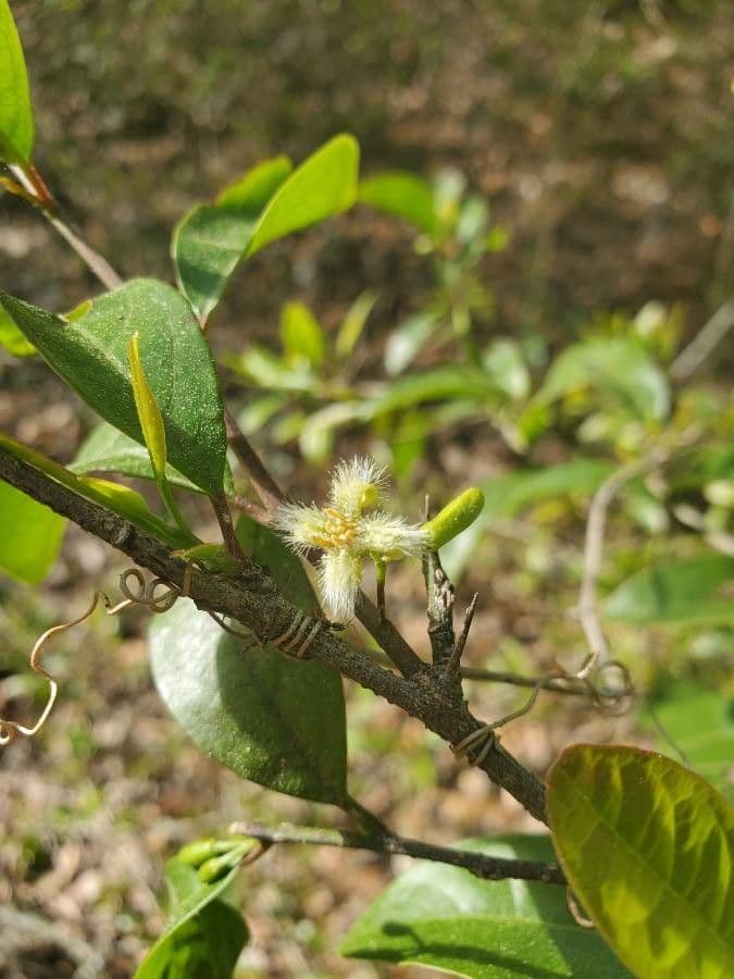 Ximenia americana