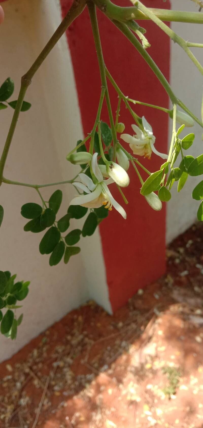 Moringa oleifera