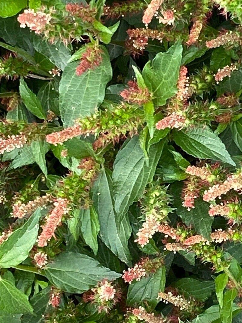 Acalypha virginica