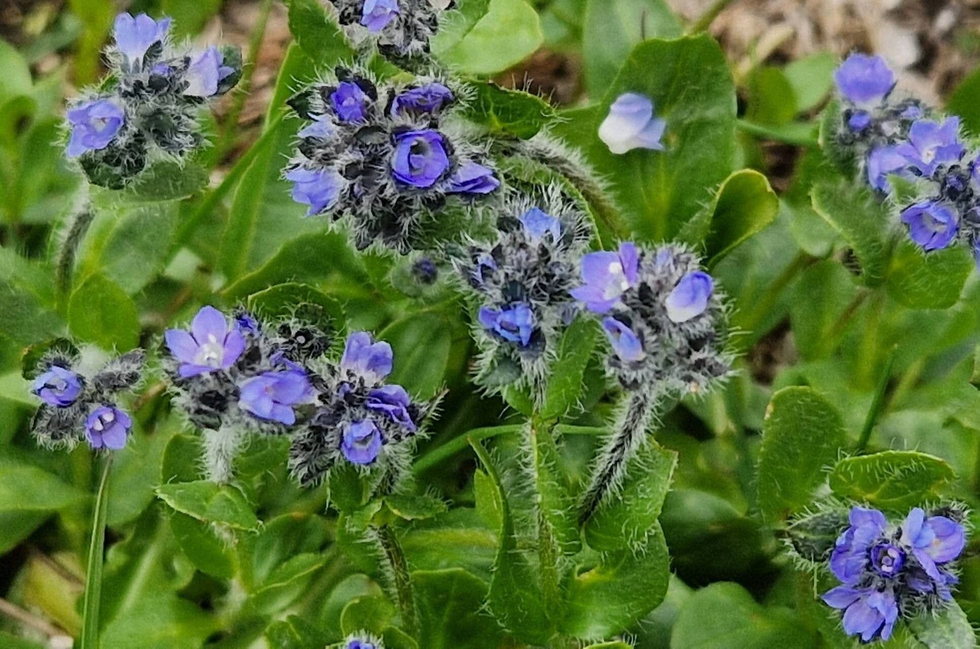 Veronica alpina