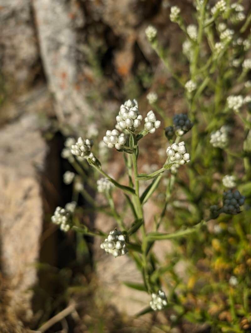 Pseudognaphalium californicum