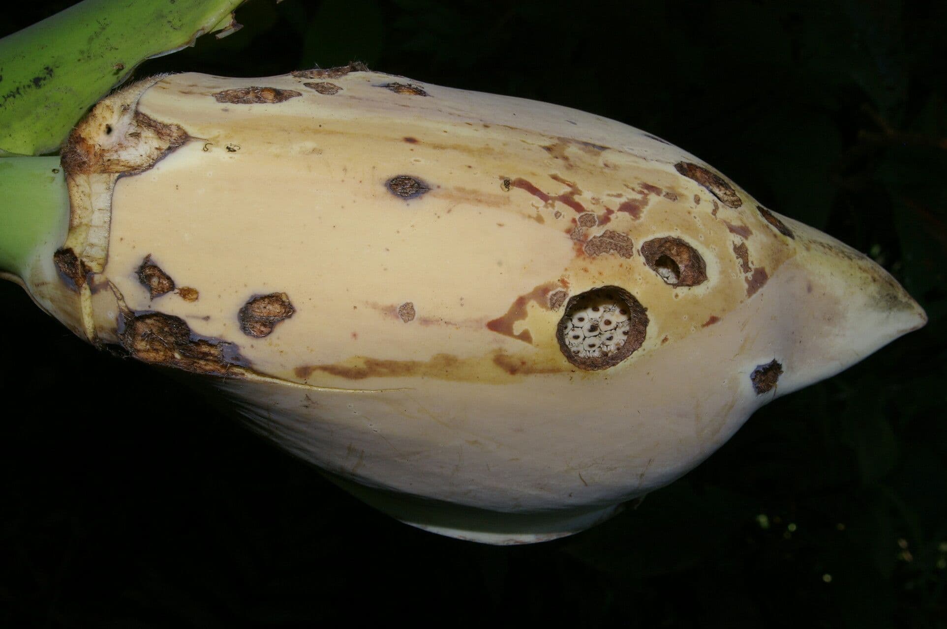 Monstera standleyana