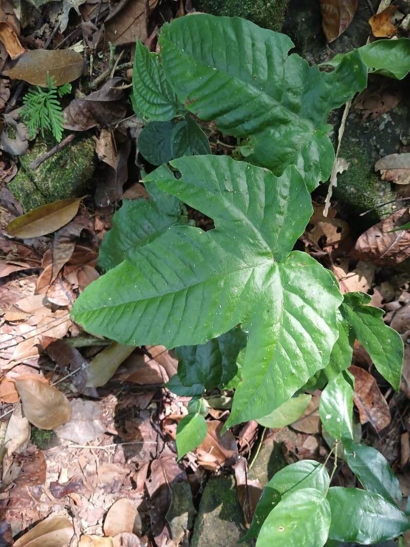 Tectaria heracleifolia