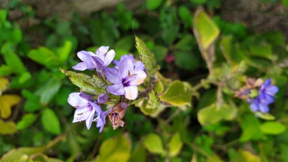 Eranthemum pulchellum