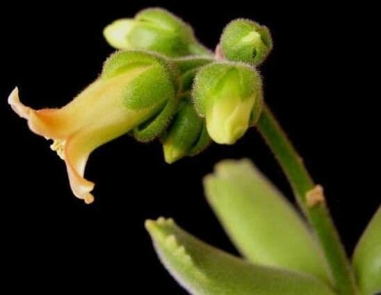 Cotyledon tomentosa