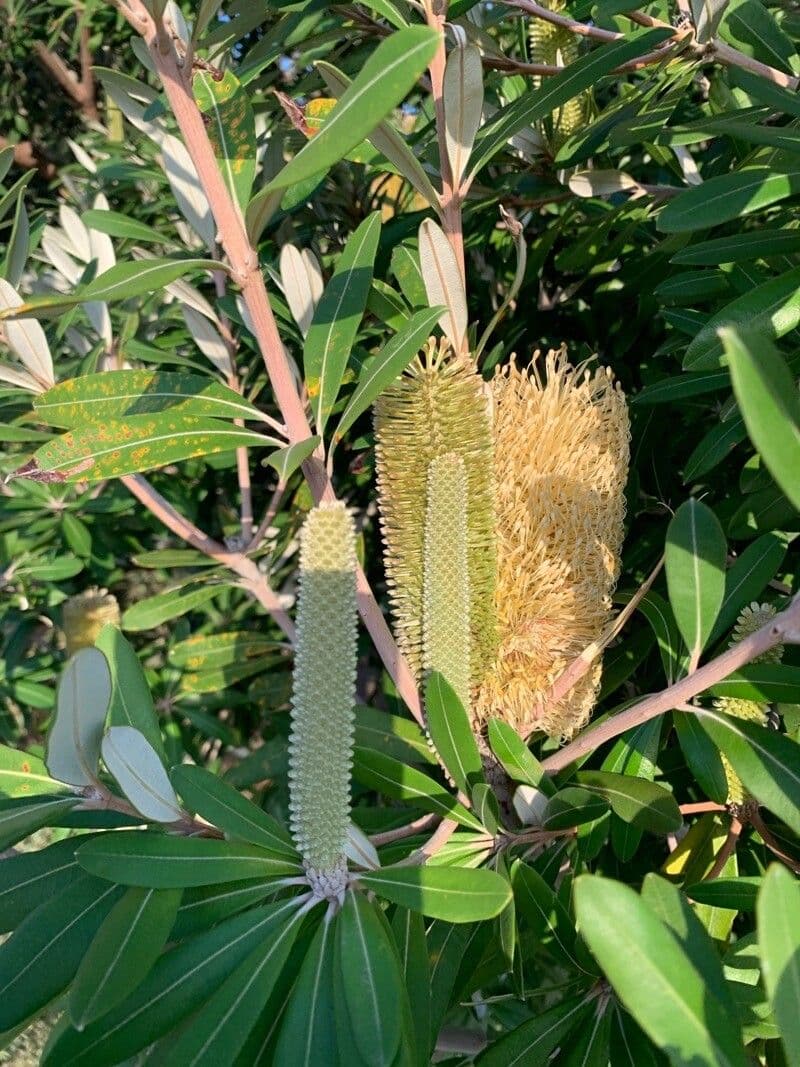 Banksia integrifolia