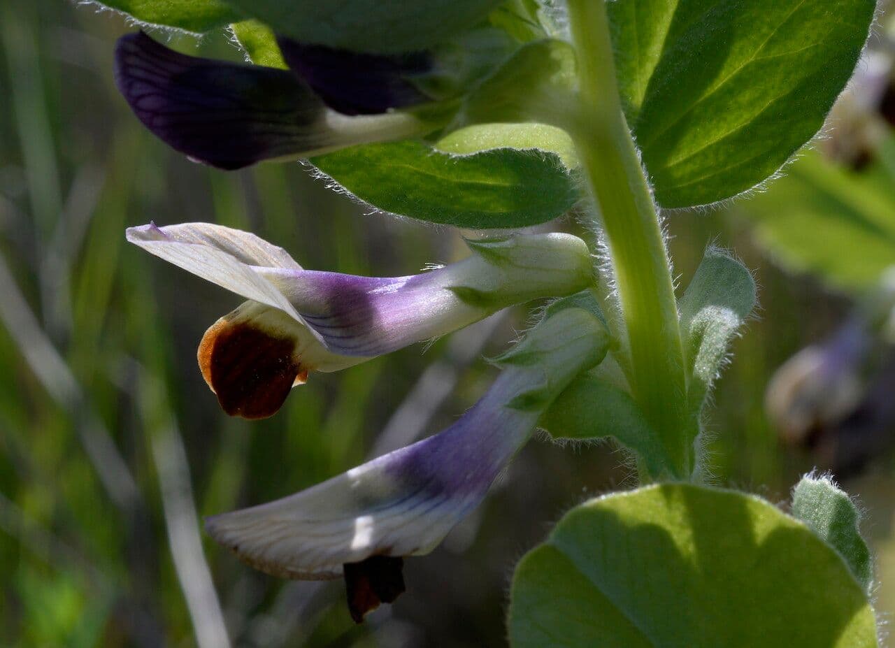 Vicia narbonensis