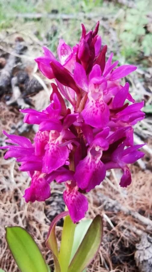 Dactylorhiza sambucina