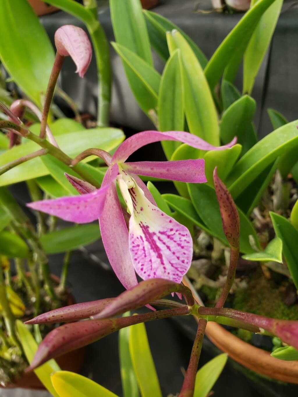 Brassavola nodosa