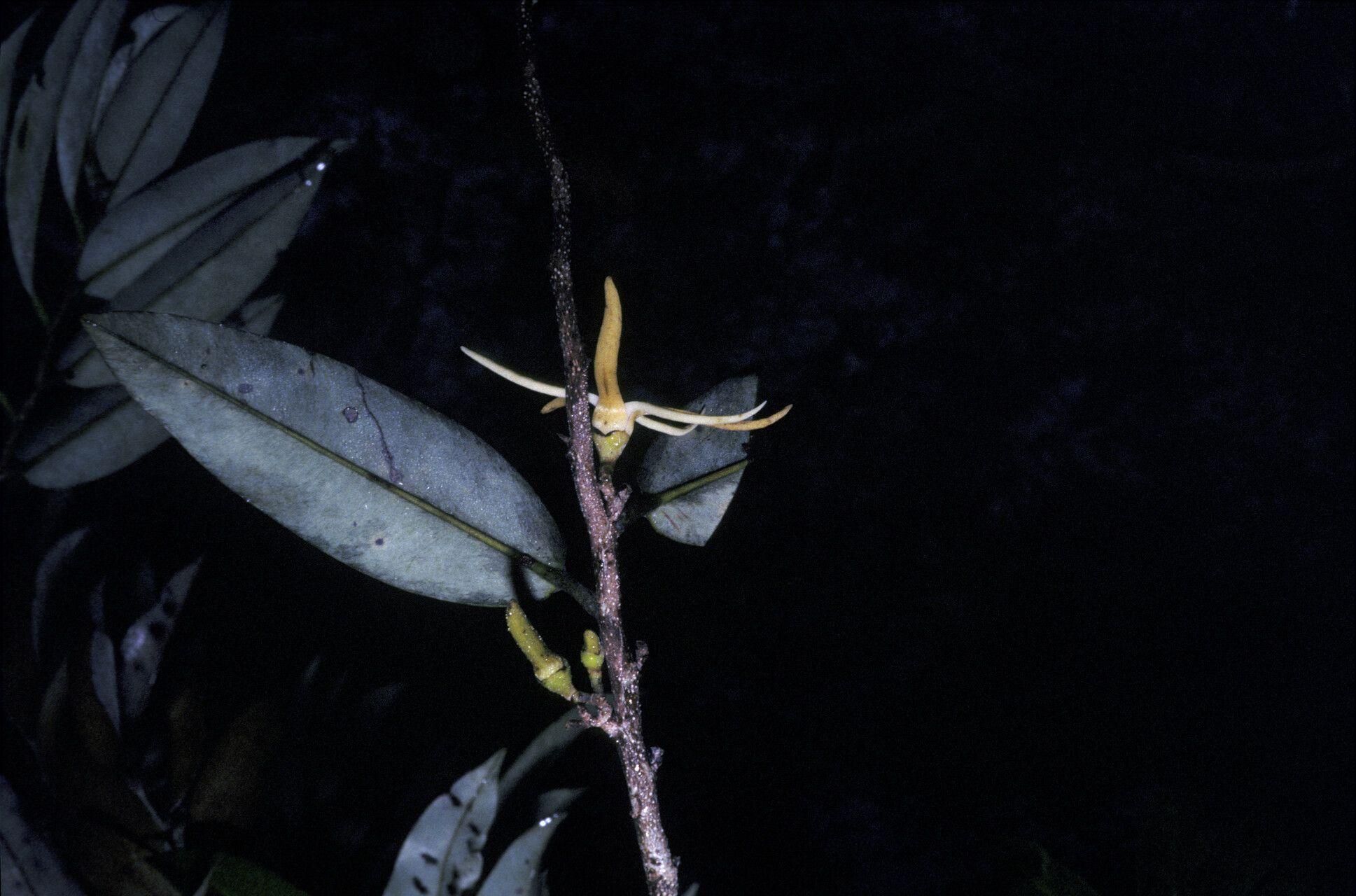 Xylopia nitida