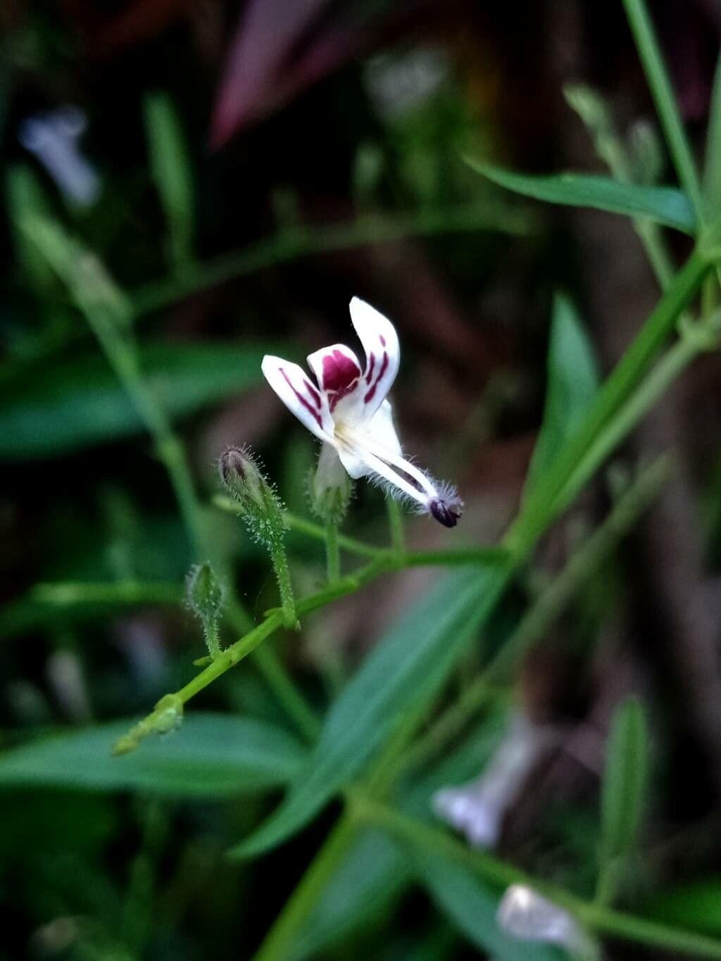 Andrographis paniculata