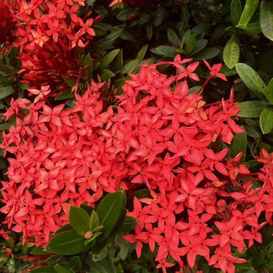 Ixora coccinea