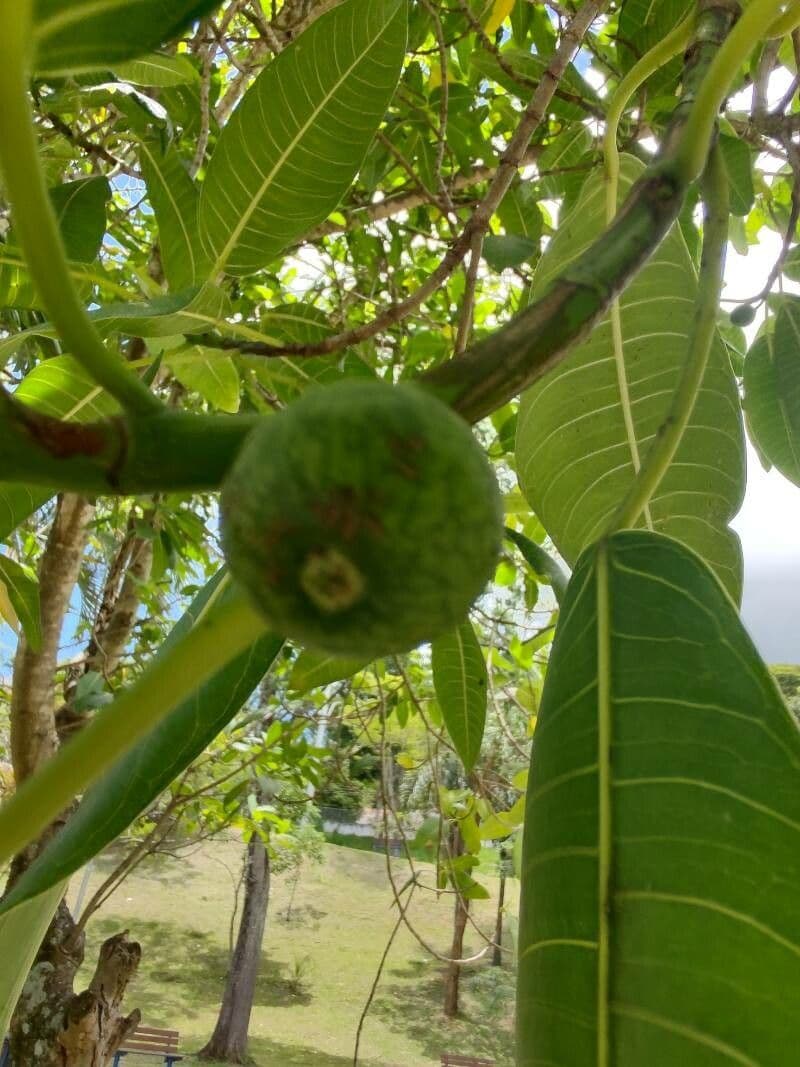 Ficus insipida