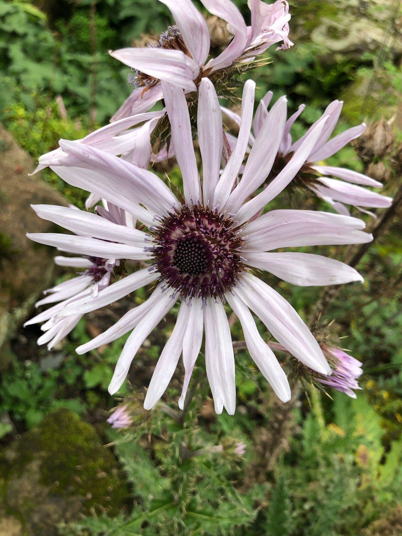 Berkheya purpurea