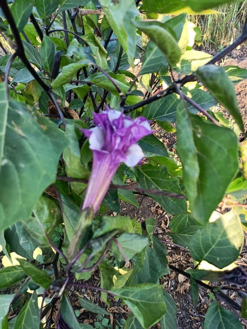 Datura metel