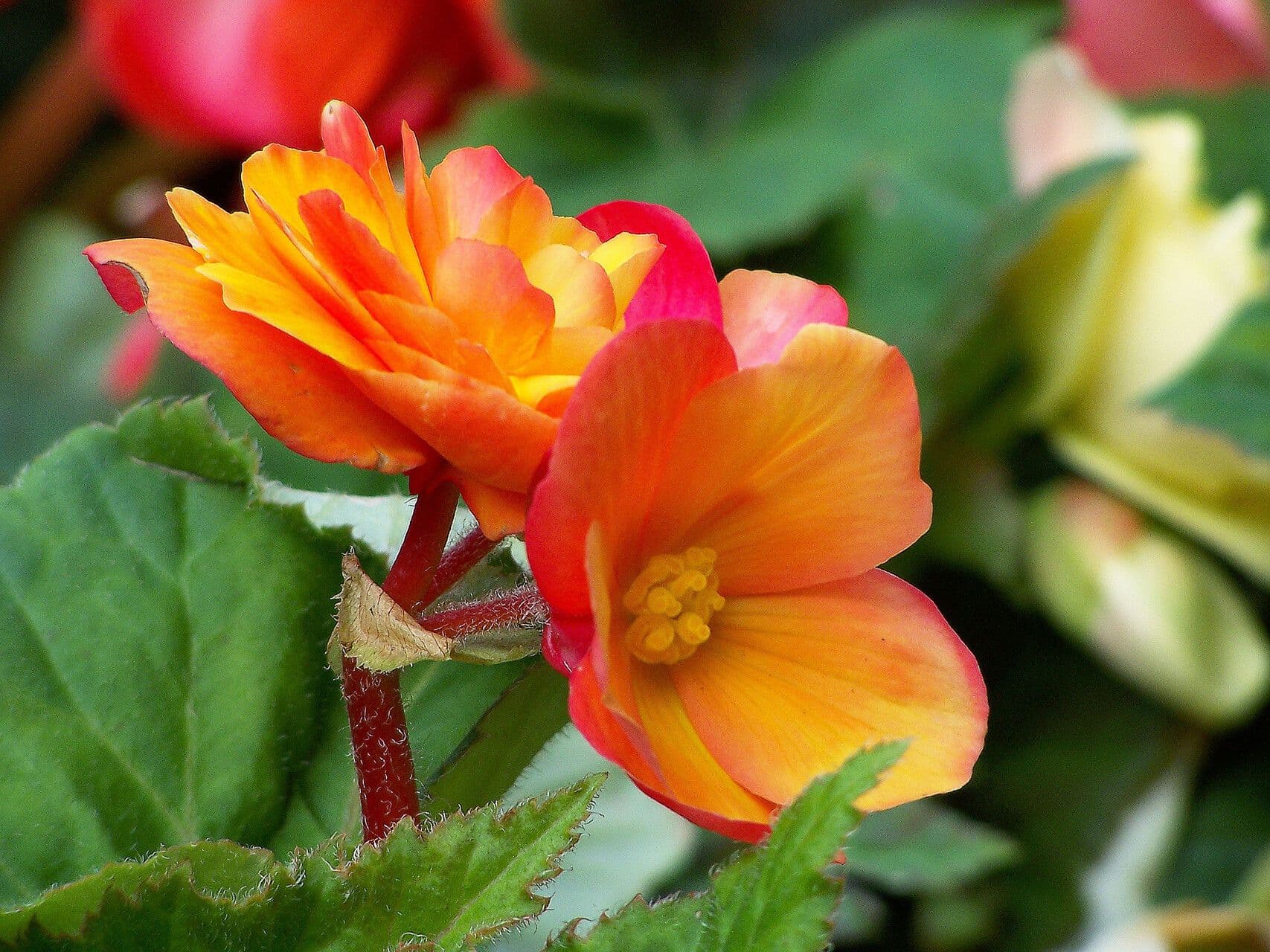 Begonia sutherlandii