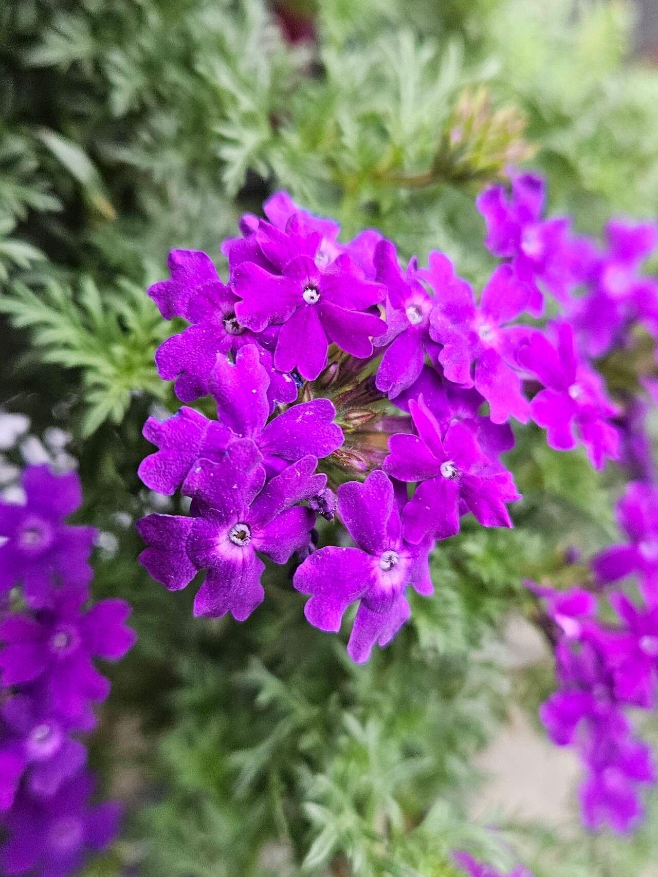 Verbena tenera