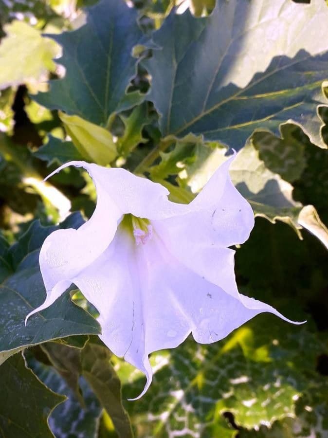 Datura stramonium