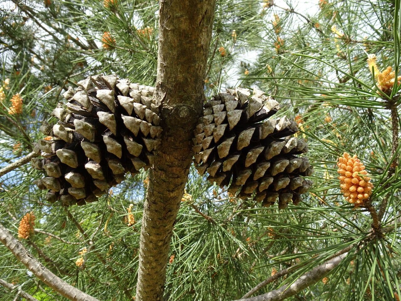 Pinus halepensis