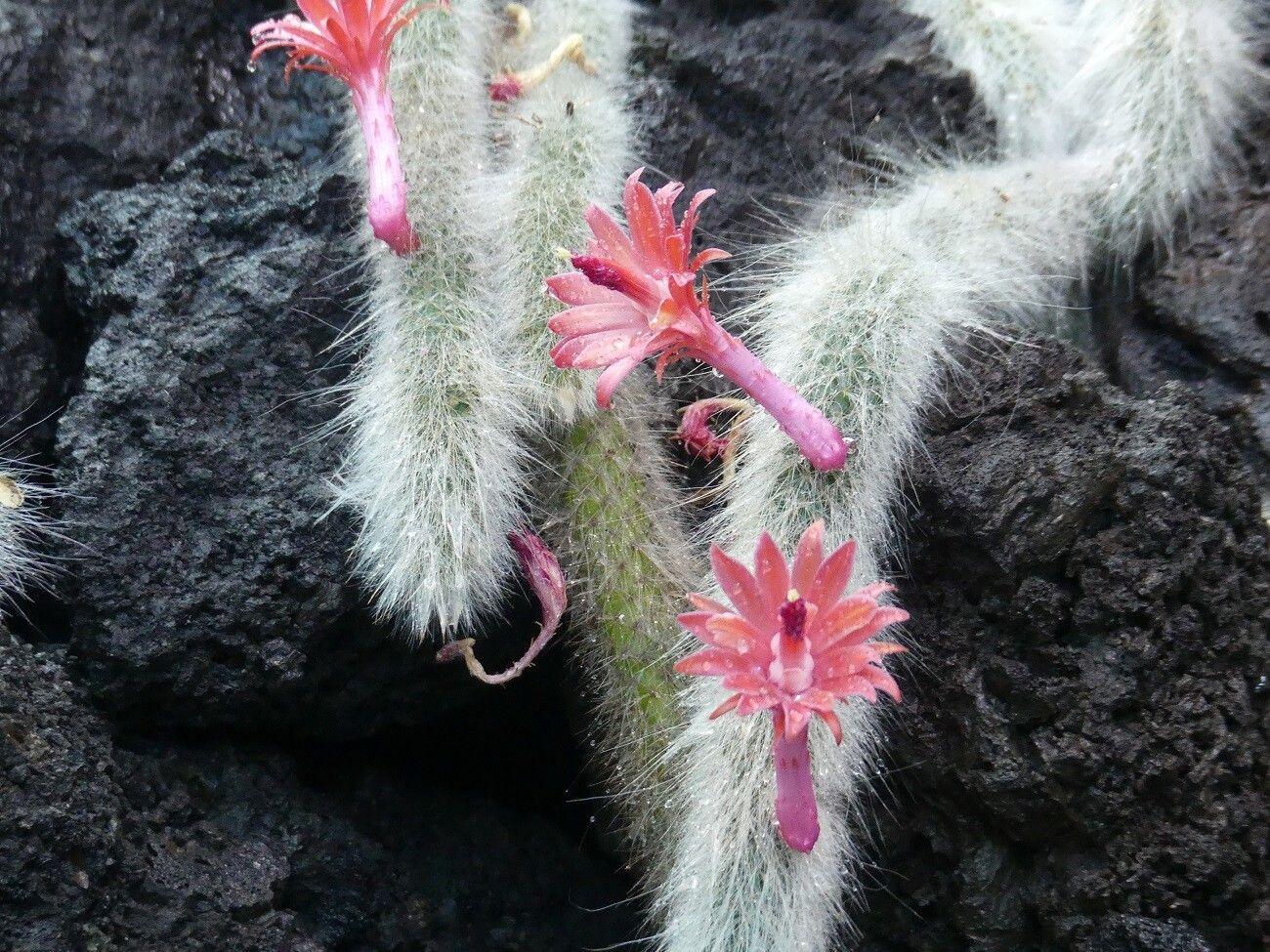 Cleistocactus winteri