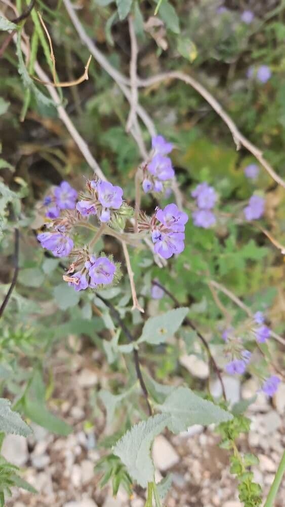Phacelia distans