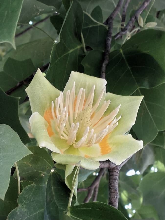 Liriodendron tulipifera